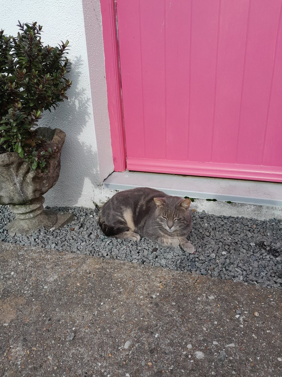 ThreePaddocks's tweet image. Mr Grey in the pink on guard cat duty.