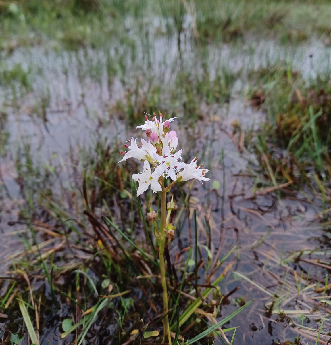Defiant flowering bog bean, like a candle in the wind over Cors Bodeilio last night.
Any other pictures of these beauties flowering so late into the season?
#WalesPeatlandAction #HighNatureLowCarbon
#PeatlandMatters