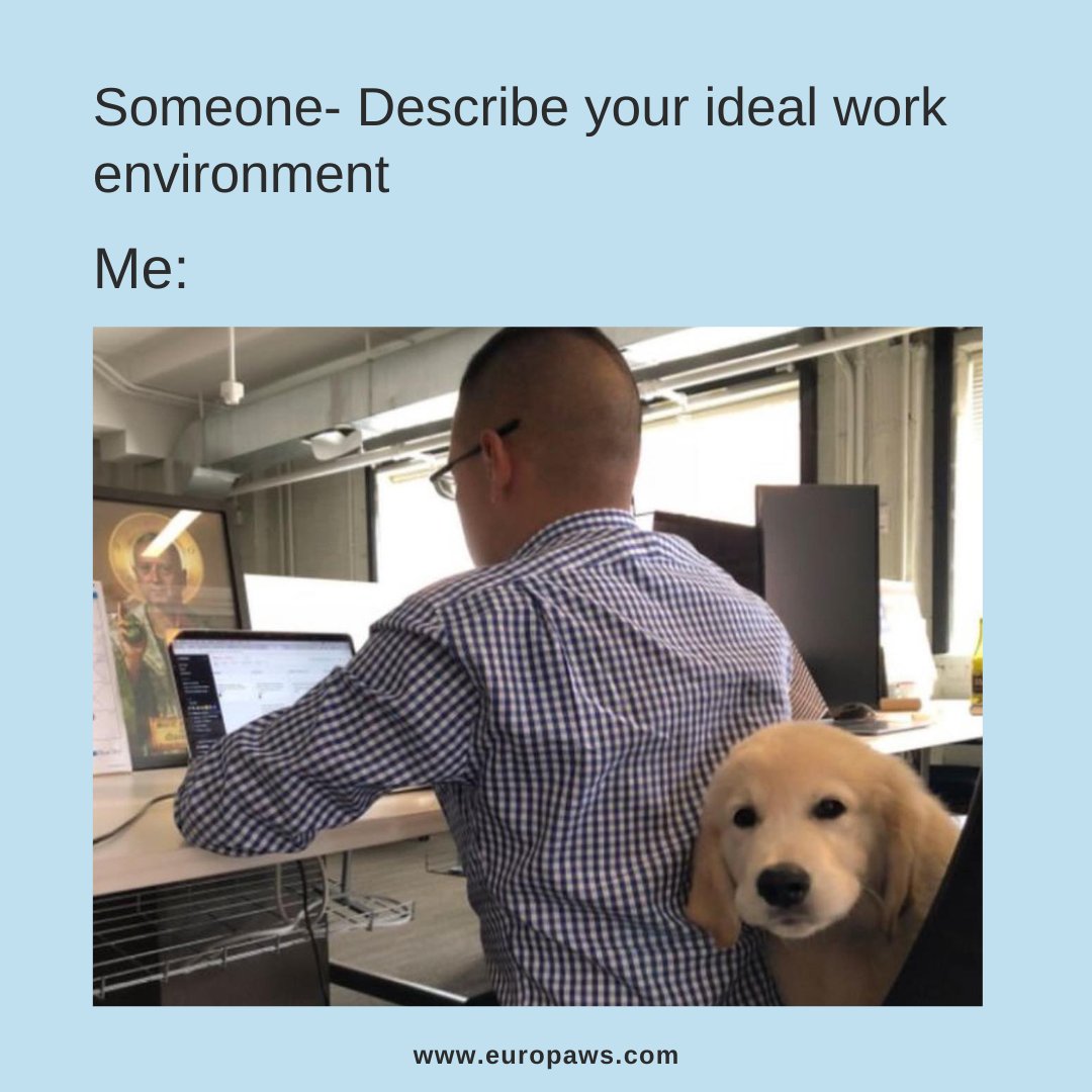 Where work meets woof, that's my happy place! 💼🐕

#doglovers #officedog #workbuddy #dreamjob #dogatwork  #memes #furryfriend