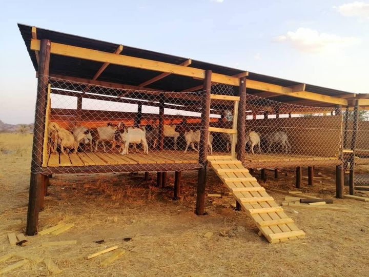 agribusinesszw's tweet photo. Good infrastructure for your Goats will help you achieve your farm business goals.

#agribusinesstalk https://t.co/CHEAovFMFG