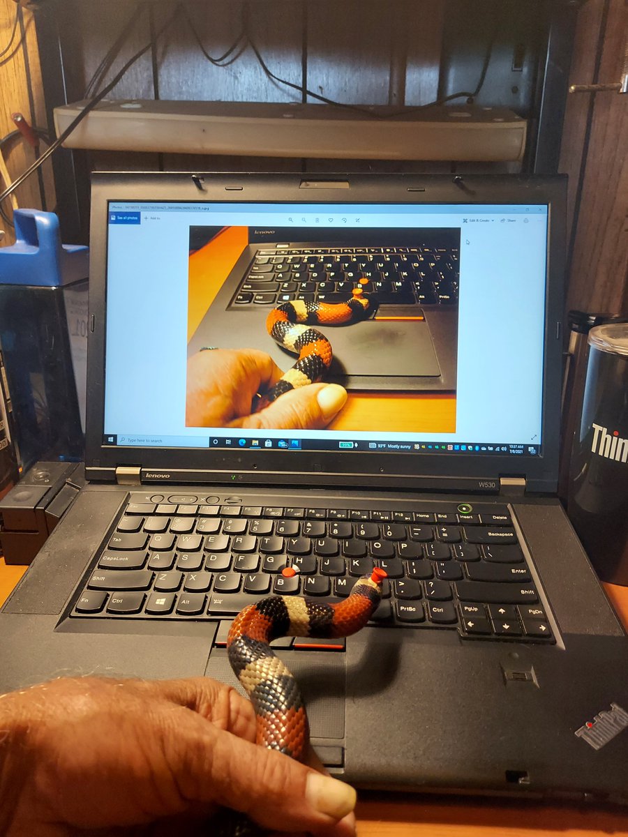 topmahof's tweet photo. For #ThinkPadThursday I have #ThinkSnake and his #Lenovo #W530 with his #Trackpoint hat. #LenovoIN https://t.co/UMhuiNbvFT