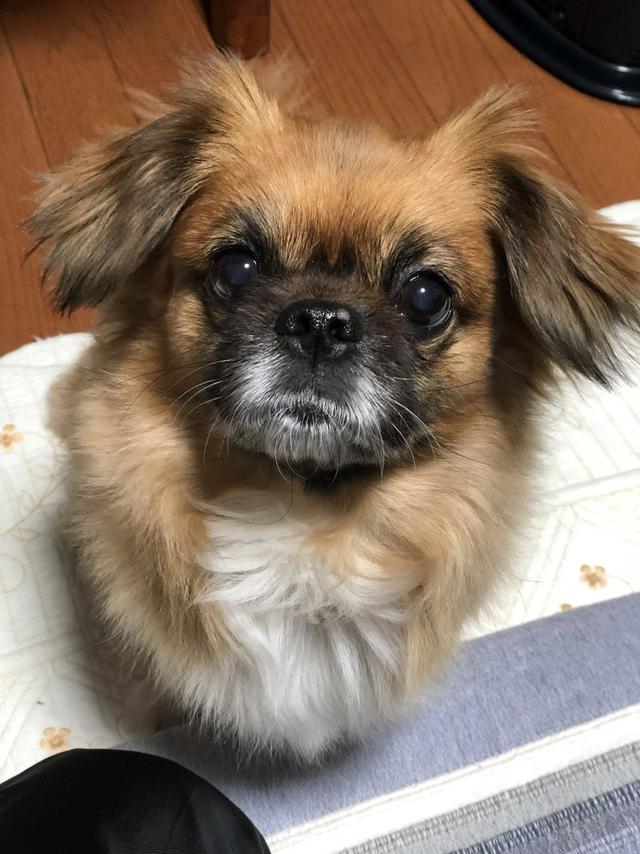 krdrn4's tweet photo. @sungbinhwang02 #画家坂本龍  さま🙏
絵のタッチがだいすきです🥹
ぜひうちの子をお願いします🙇‍♂️ https://t.co/iFAZmtJsVz