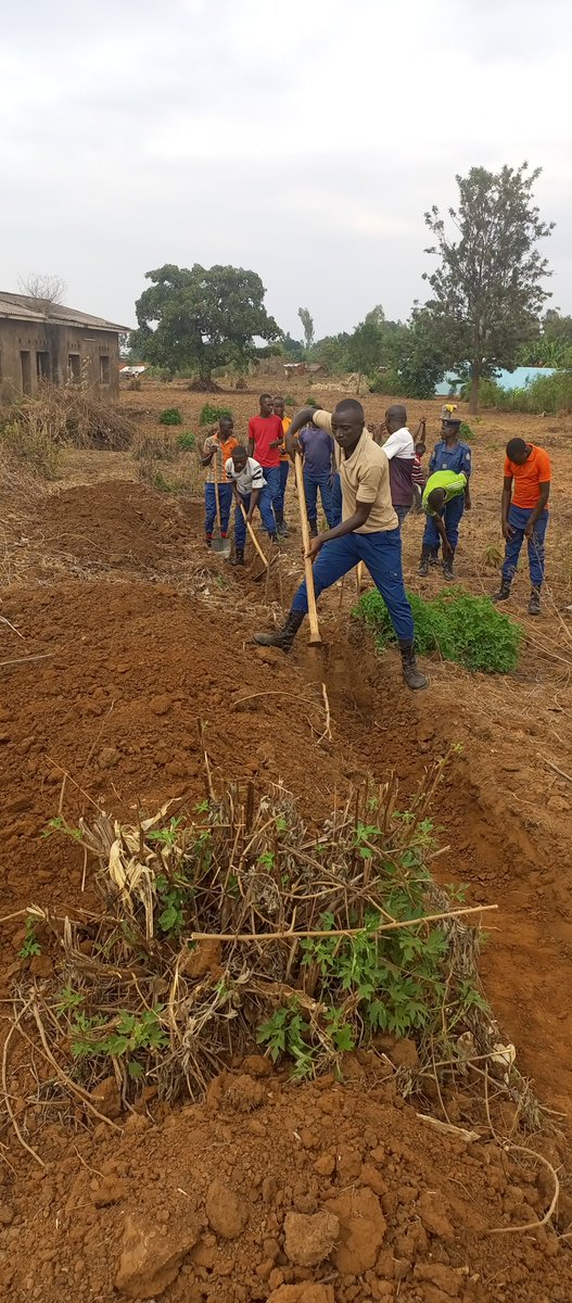 communeMak's tweet photo. #Burundi, Kuri uyu wa 12/10/2023, Uburongozi bw'inzego z'umutekano muri Komine KAYOGORO bwafatanije n'abenegihugu bo muri zone ya Bigina mugikorwa co guca imikobeko mu murima w'akarorero urenga hegitari zitatu warimwe n'igipolice mw'ikambi i Gatwe. 1/2 https://t.co/n31BYMSrm1