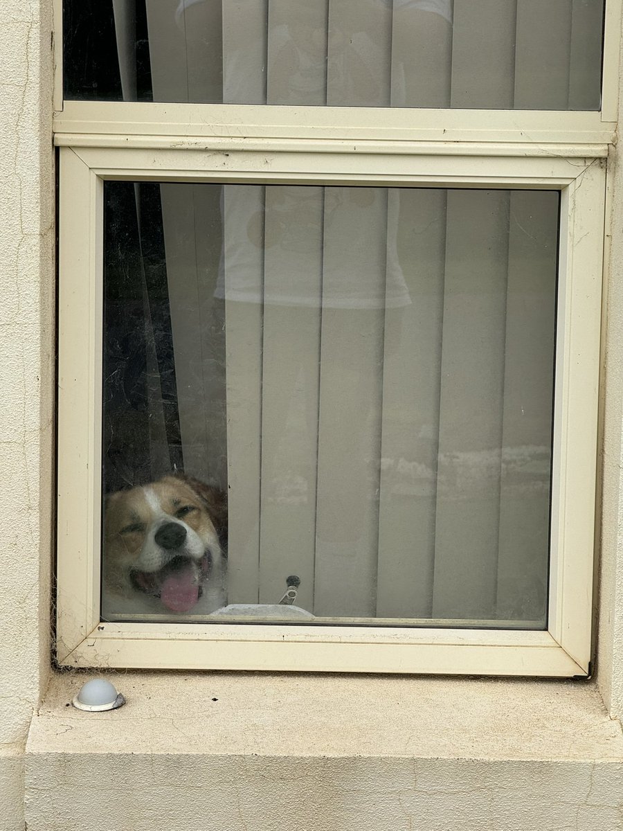 dean_d0's tweet photo. Coming home from work to this guy really brightens my whole mood 🥰❤️ https://t.co/pmUve82FSx