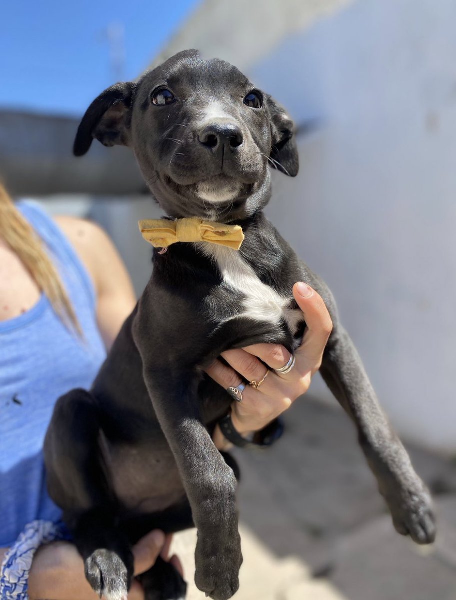 Tortita negra tiene 4 meses y busca casa 
Esta preciosa morocha será mediana, está vacunada y desparasitada, viaja a CABA Y GBA con traslado cubierto 
Queres adoptarla?
Misionsolidariatwitter@gmail.con
Asunto: mi factura preferida 
Rt por favor 🌈