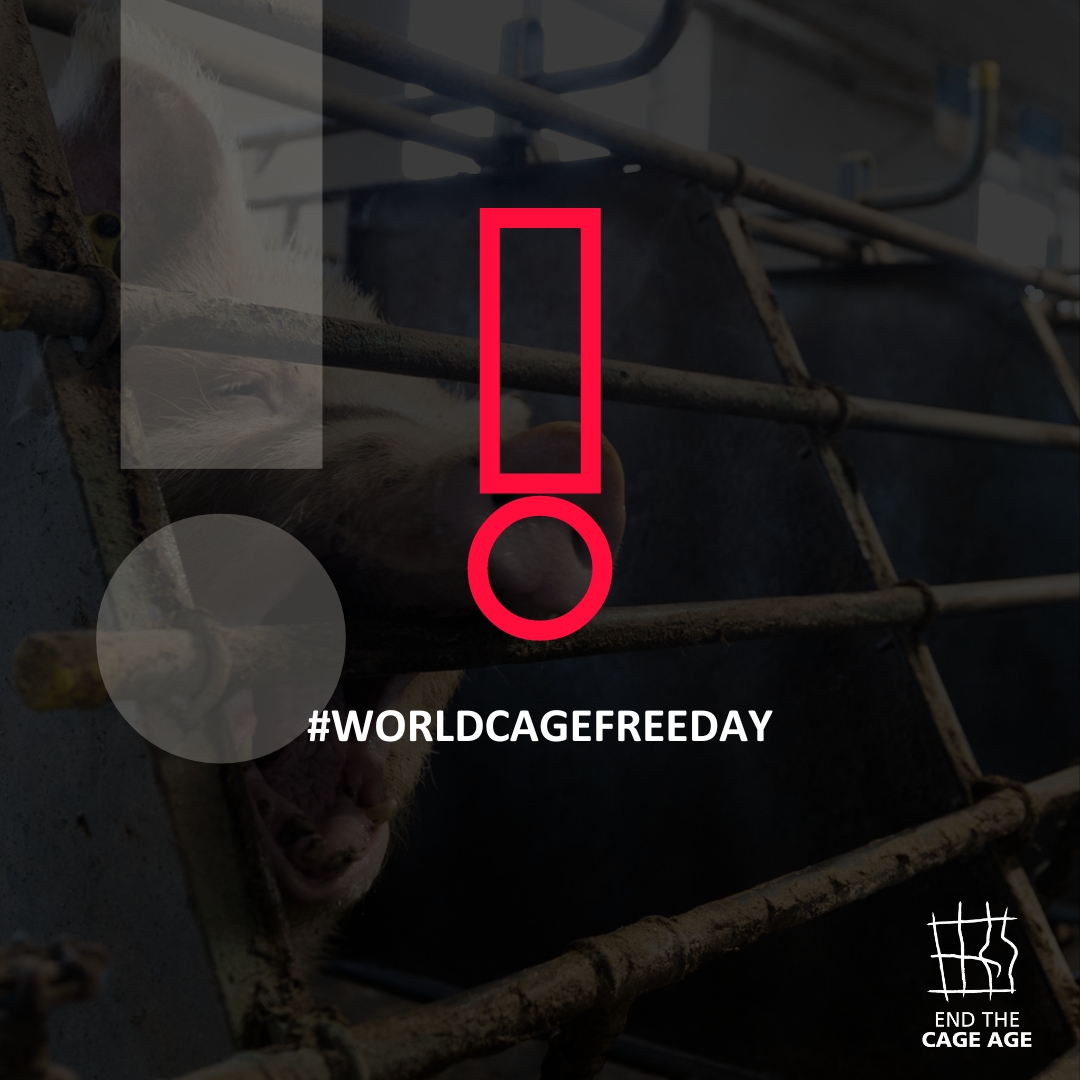 #WorldCageFreeDay: fai la tua parte per porre fine all'uso delle gabbie!

Noi abbiamo scritto a <a href="/EU_Commission/">European Commission</a>, puoi farlo anche tu qui👉commissioners.ec.europa.eu/ursula-von-der…

Lascia un commento sul sito e chiedi il divieto di uso delle gabbie per il benessere degli animali👇
