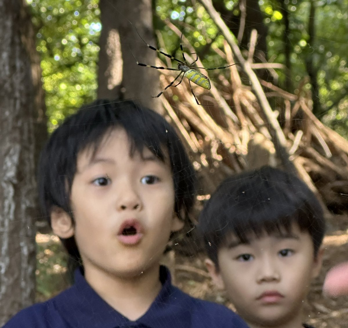 Seoul Foreign British School tweet media