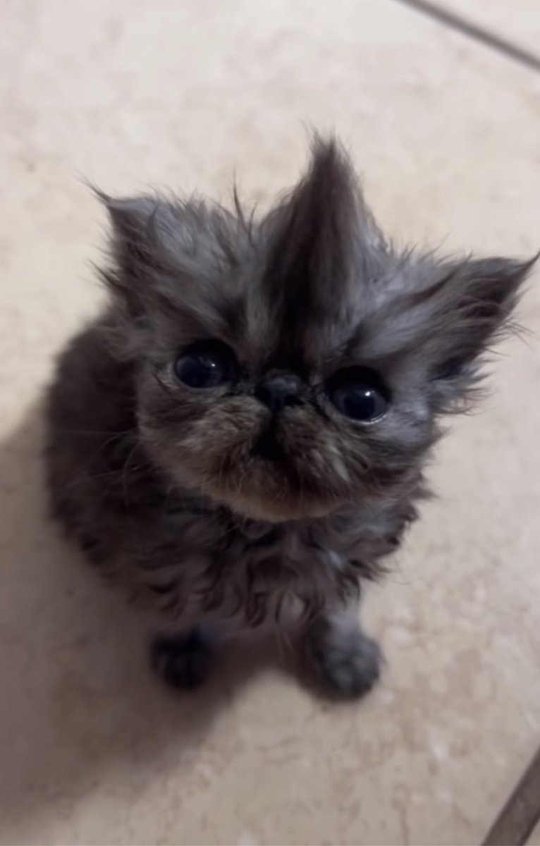 k1ttyc4t141's tweet photo. Soap cat?! ππ«Άπ» @neil_ellice
(Kevin has my whole heartπ₯Ή)
https://t.co/ffnCoDWhTH
@CallofDuty #ghost #soap #soapcat https://t.co/nSX1xAxuou