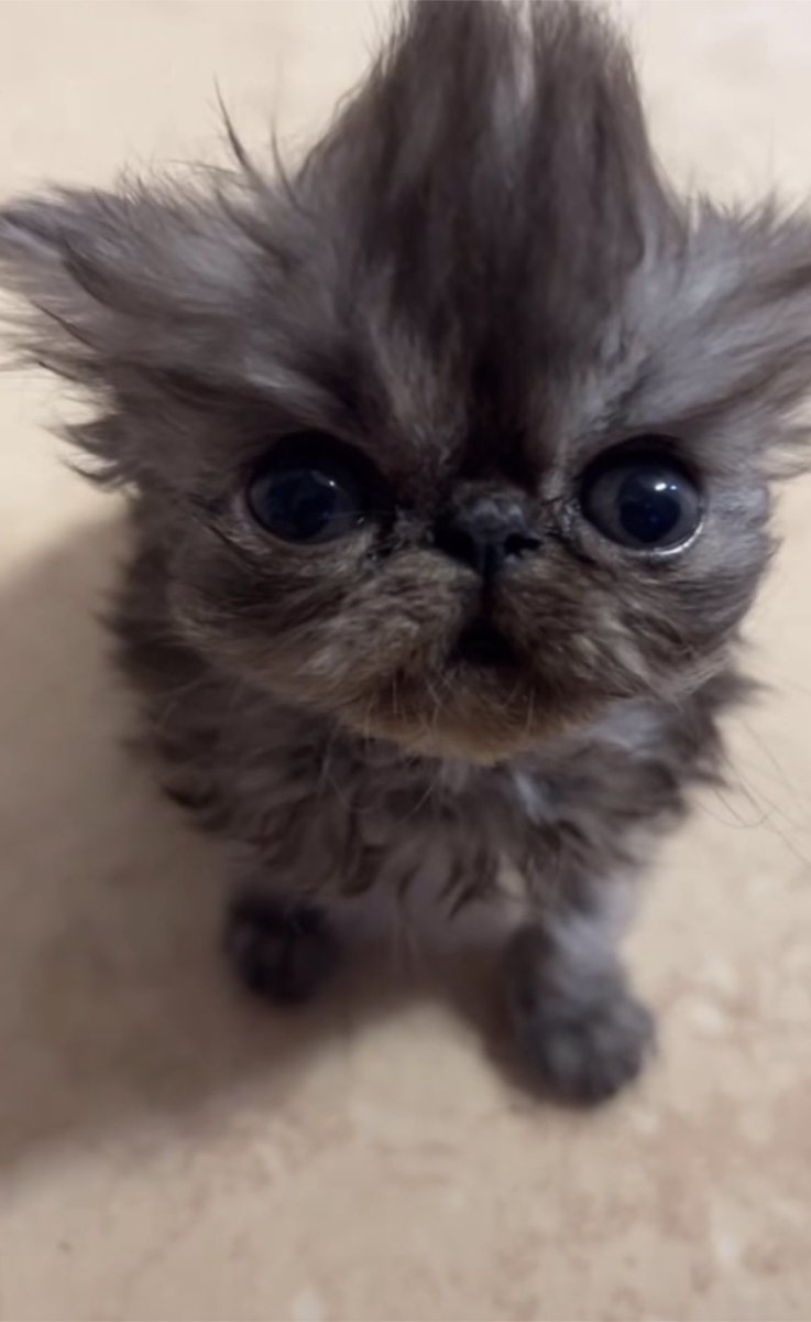 k1ttyc4t141's tweet photo. Soap cat?! ππ«Άπ» @neil_ellice
(Kevin has my whole heartπ₯Ή)
https://t.co/ffnCoDWhTH
@CallofDuty #ghost #soap #soapcat https://t.co/nSX1xAxuou