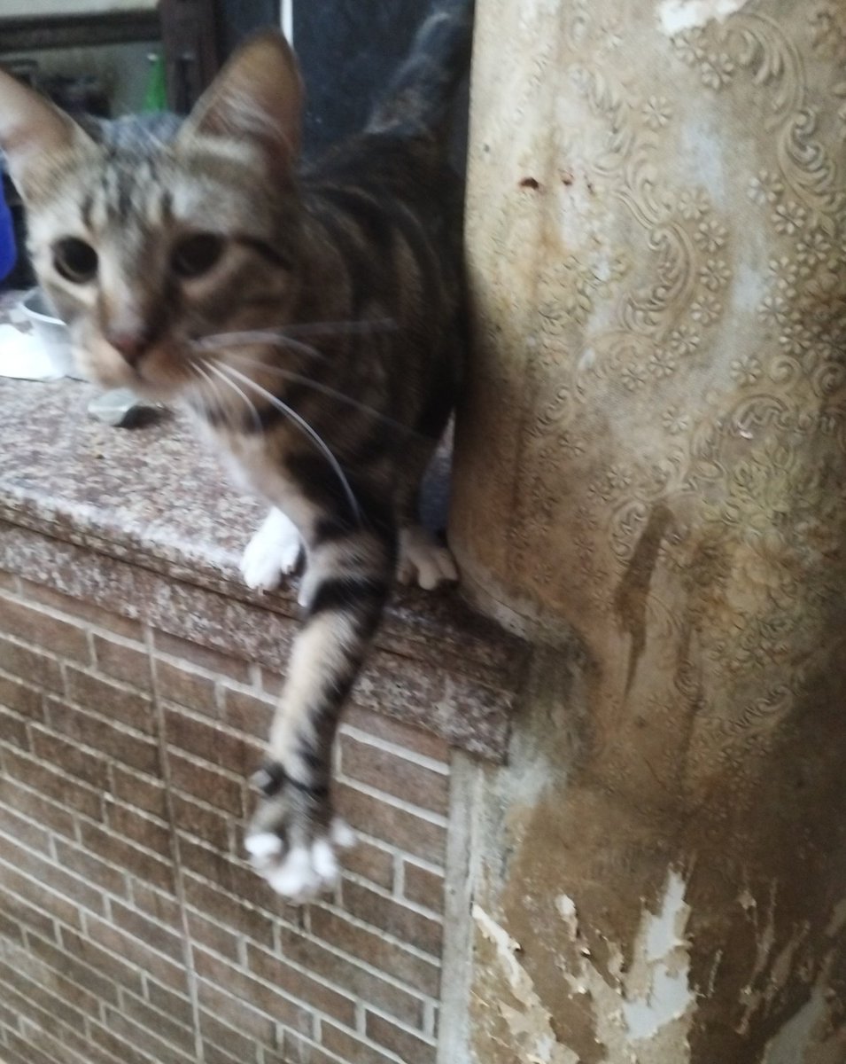 LosGatosDeBell's tweet photo. Es difícil para mí decirlo pero no tengo fuerzas para continuar, antes mis gatos comían sin q yo pidiera caridad para ellos xq tenía posibilidades de darles todo.
Ahora no tengo ni un solo grano de pepas 😞 ellos no lo saben, pero tendré q dejarlos ir, no tengo con q alimentarlos https://t.co/GtvHU2uHfG