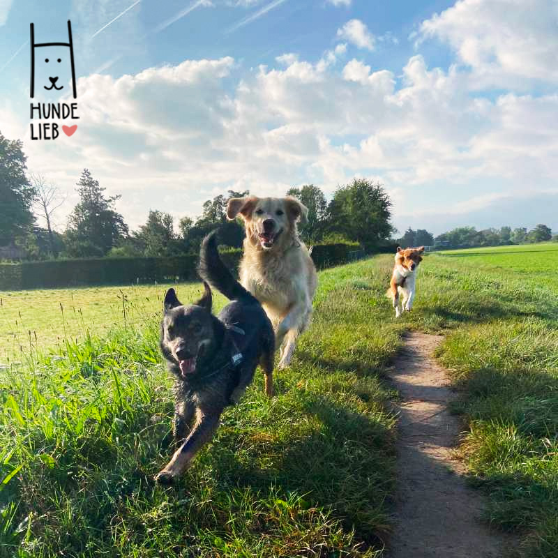 Ein Tag mit Freunden

#hundefotos #hundebilder #hundelieb #dogsharing #dogfluencer #dailydoseofdog #dogsharingdeutschland #dogsharingösterreich #dogsharingschweiz #dogcommunity #lovedogs #hund #hundeliebe #hundefreunde #teilzeithund #leihhund #hundleihen #hundeleben #hundeglück