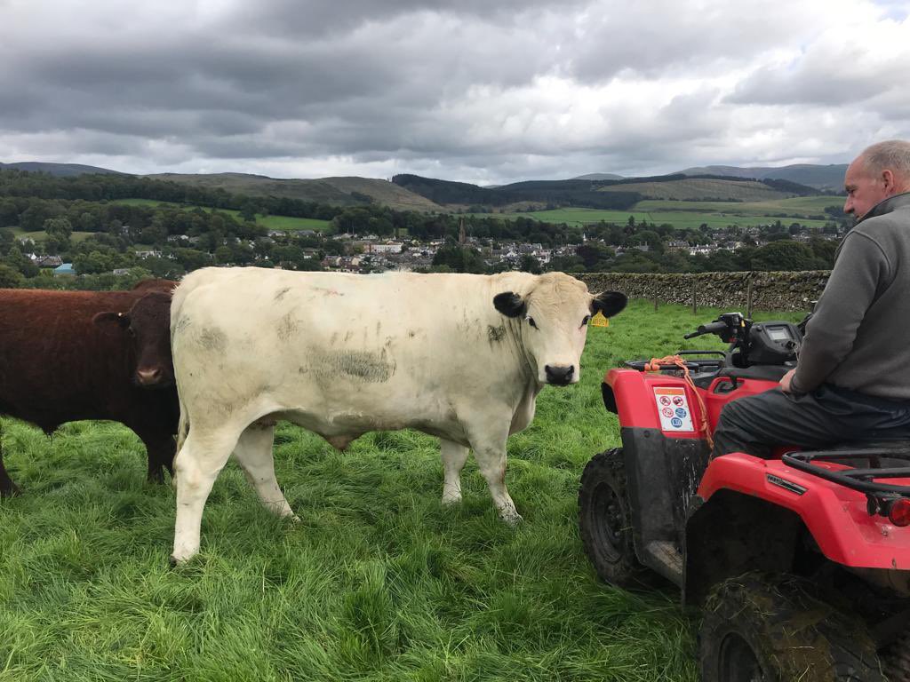 British White Steer 🇬🇧

We have a British white steer coming in tomorrow from Tom Hutchison at Chapel Farm. The British white is one of the oldest breeds in Britain with direct links with the ancient indigenous wild white cattle of Great Britain.
#macduff #macduffbeef