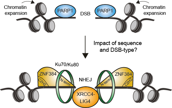 We are searching for a highly-motivated postdoc to study a newly-identified DNA repair protein, ZNF384, using state of the art functional genomics and biochemistry approaches. Interested in joining vanattikumlab.org? Apply via the link below: tinyurl.com/hedwn8nx