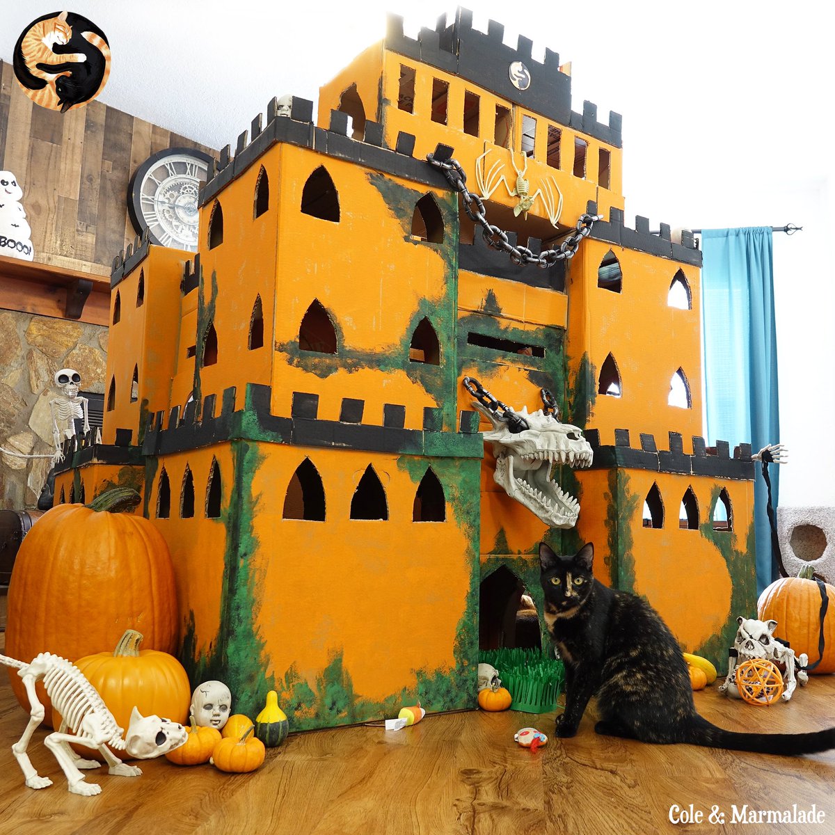 ColeTheBlackCat's tweet photo. Jess as started on a new Meowloween Cardboard creation!! 🎃😻

Any guesses what she’s making this year?! 🤔

#CardboardCreation #Meowloween #Halloween #CatCastle #Cats https://t.co/3E7dADPxtP