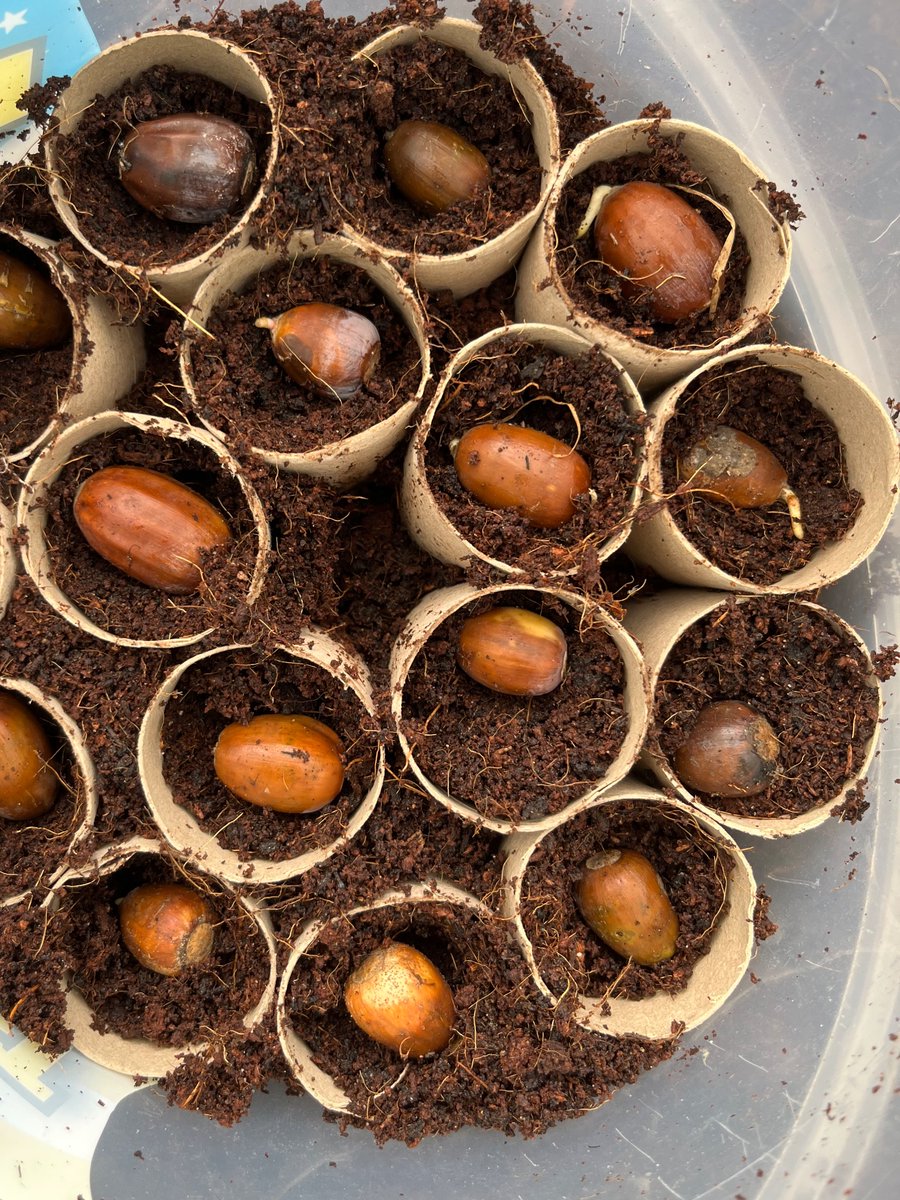 The_BeeGirl's tweet image. Acorns already germinating. These precious ones are from a very old oak on the farm I grew up on.  
#acorns 
#oak 
#trees 
#nature 
#wicklow 
#ireland
