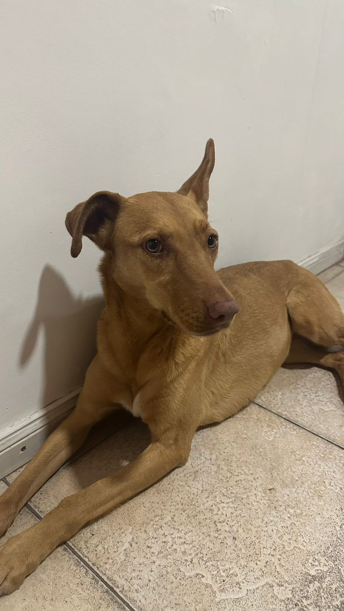 Encontré esta perrita el 11/10 entre las 23 30 y las  00 hs en la zona centro (dorrego entre 3 de febrero y 9 de julio). Estaba perdida y asustada, pero no se alejaba de ahí.
RT para encontrar al dueño
<a href="/Rosariociudadok/">RosarioLaCiudad</a> 
<a href="/TransitoRos/">Tránsito Rosario</a> 
<a href="/leodelga2/">Alberto Leonardo Delgado</a> 
<a href="/Rosariotres/">Rosario3.com</a> <a href="/MuniRosario/">Municipalidad de Rosario</a>