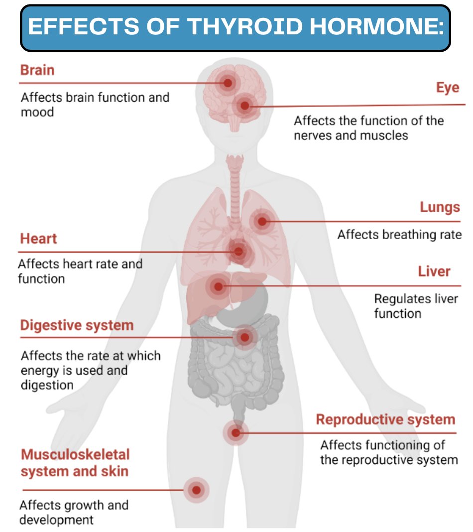 Thyroid function is CRITICAL for your metabolism & mental health. Low