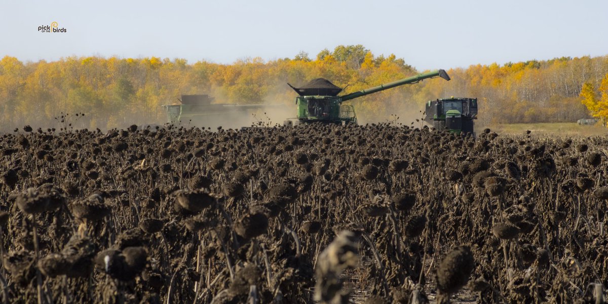 Sunflower Harvest 2023 has been going well.  The X9 combines and headers have been working very efficiently. Crop is yielding better than expected considering the dry summer. Over 20% done!
