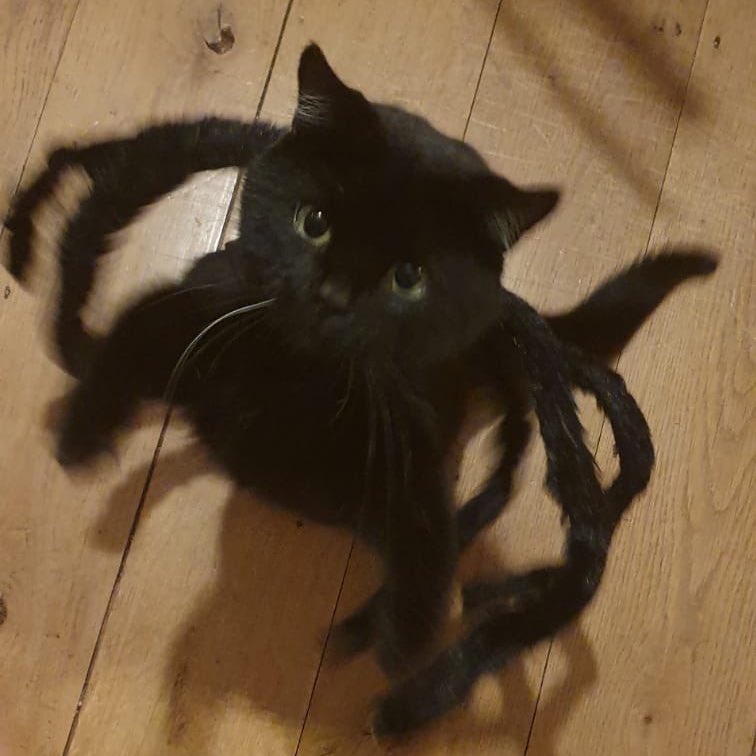 poorlycatdraw's tweet photo. spider cat https://t.co/WVhsACeqUi