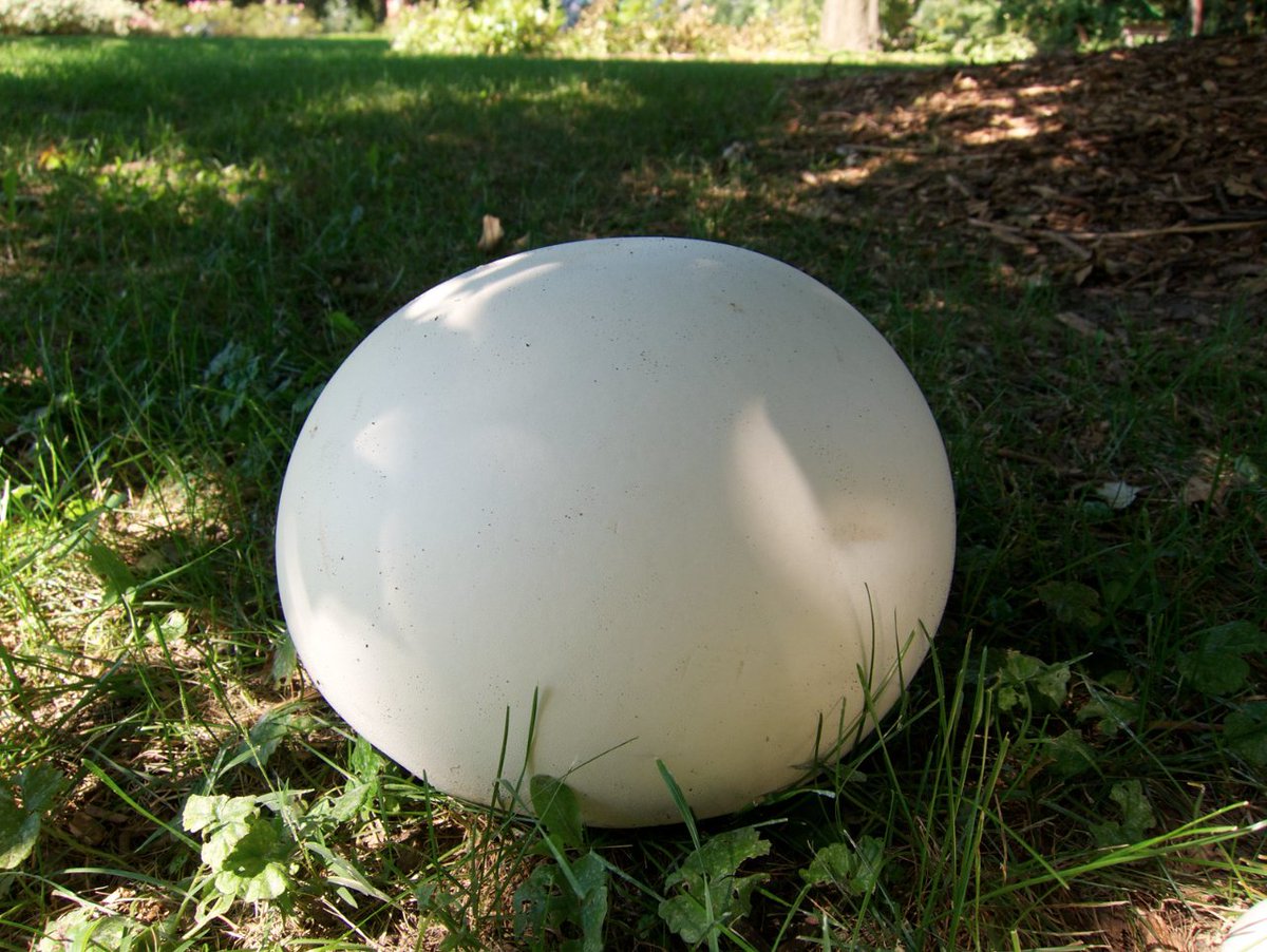 qikipedia's tweet photo. A giant puffball mushroom can produce seven trillion spores but is lucky if even one of them grows to maturity. If they all managed to, in two generations they would create mushrooms 800 times the volume of the Earth.
(Image: beautifulcataya CCbySA2.0) https://t.co/r8ZI3gVwYU