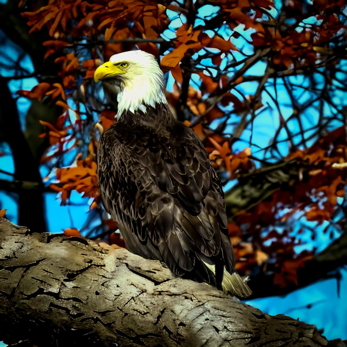 Photographed bald eagle Vancouver Island.

The skies of British Columbia are alive during this annual rite of nature, where over 35,000 eagles pass through the lower Fraser Valley from late October until February. This is the world’s biggest eagle migration, a truly incredible