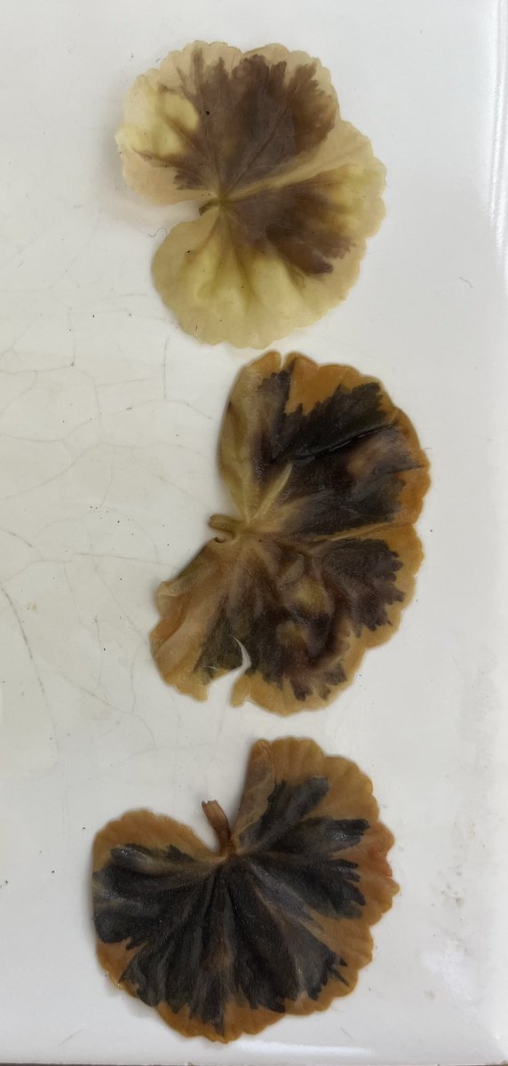 bhs_biodept's tweet image. Some excellent results from our Year 11 biologists investigating if chlorophyll is needed for photosynthesis by carrying out a starch test on a variegated leaf ☘️