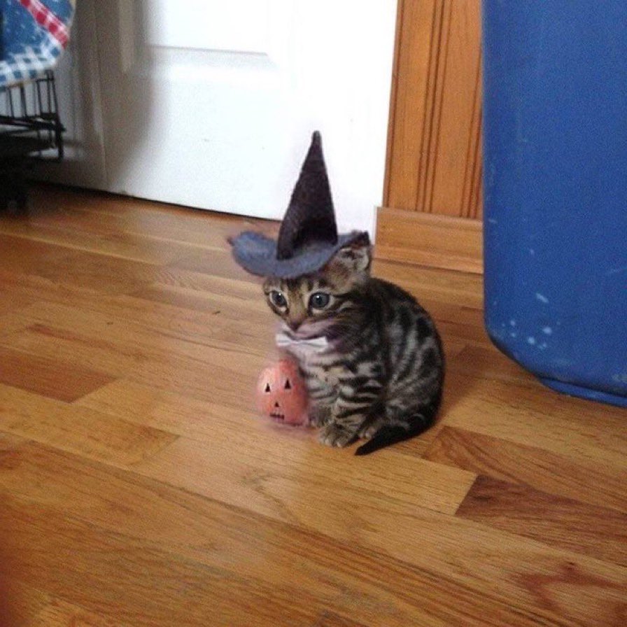 letspetkittens's tweet image. me ready for halloween this year