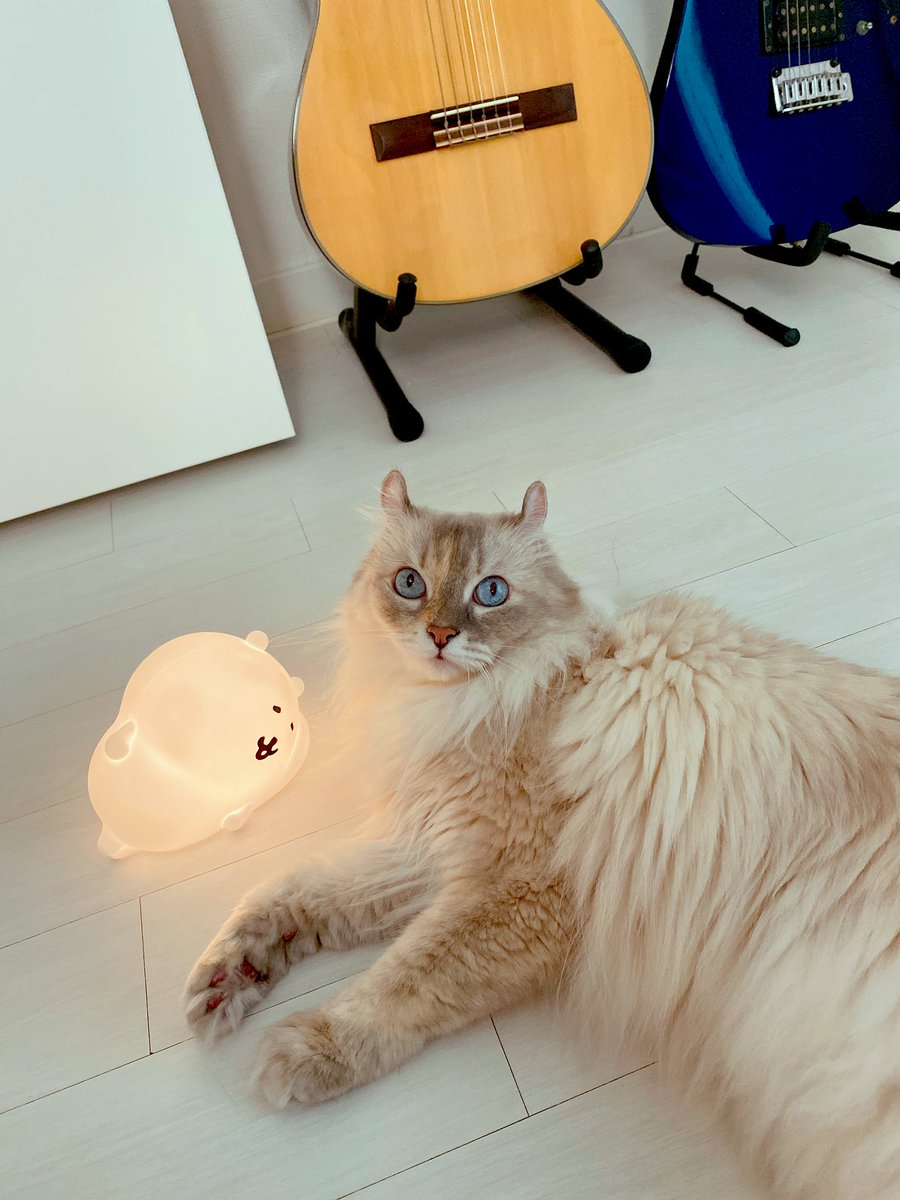 제제 새 친구랑 인사해 ㅋㅋ🥰