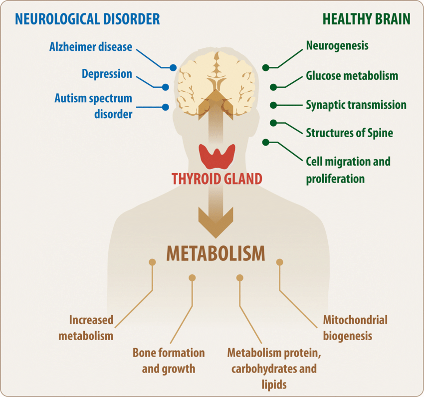 Thyroid function is CRITICAL for your metabolism & mental health. Low