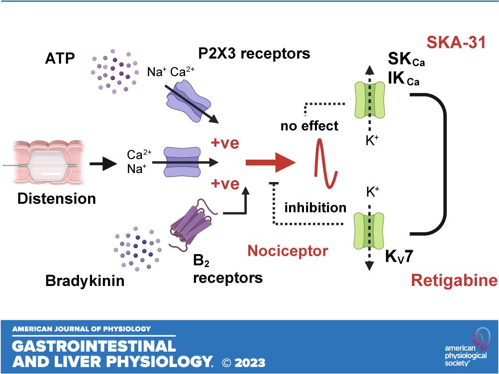 APSPublications's tweet photo. New in @ajpgi from @bulmerlab @Cambridge_Uni: KV7 but not dual small and intermediate KCa channel openers inhibit the activation of colonic afferents by noxious stimuli (Charity N. Bhebhe et al.)

https://t.co/Ouv05EOIT7

#ColonicNociception #VisceralPain #KV7Channels https://t.co/TNeTjs63Hy