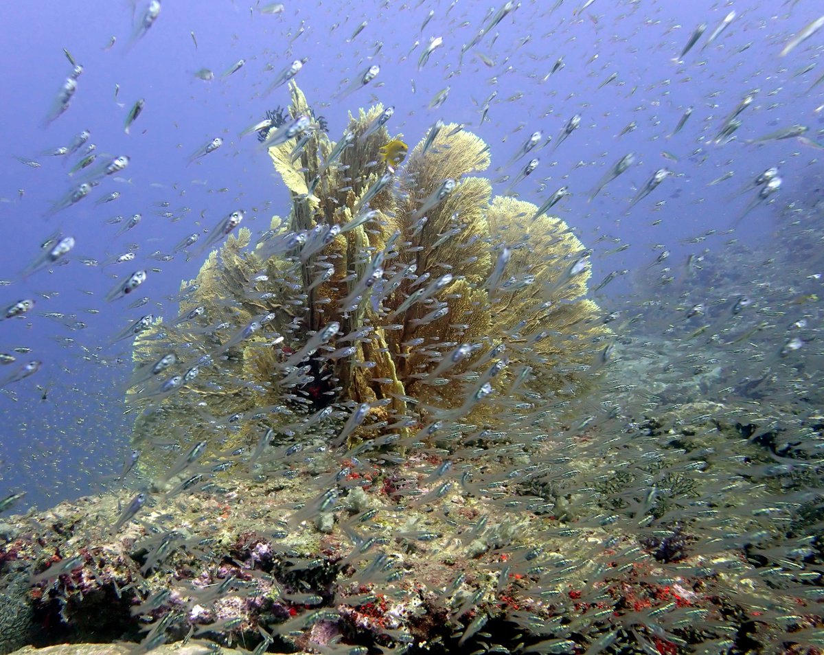 What's happening, is that the Similan islands is finally opening.