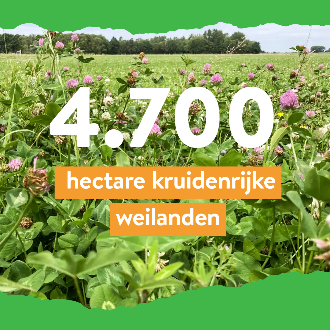 1480 boeren zaaiden samen 4700 hectare kruidenrijk grasland in. <a href="/LTONederland/">LTO Nederland</a> en <a href="/urgenda/">@urgenda.bsky.social</a> startten 3 jaar geleden samen de campagne 1001ha.nl: een crowdfundingscampagne waardoor melkveehouders bijna 50% korting kregen op duurdere kruidenrijke grasmengsels. 1/