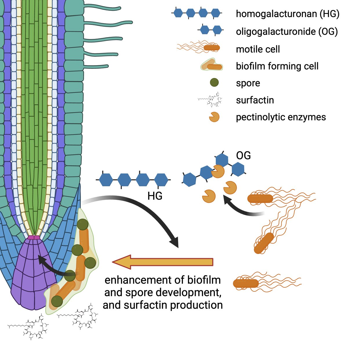 See my @TrendsMicrobiol Spotlight on @iScience_CP paper from Marc Ongena group: homogalacturonan induces biofilm and sporulation of Bacillus velezensis for rhizosphere establishment 👉Plant cell wall component induced bacterial development authors.elsevier.com/a/1hvak,L%7EyC… (50 days free)