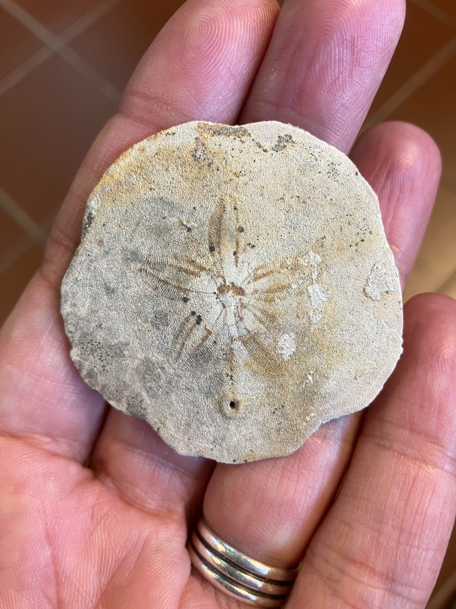 Pyhare1's tweet photo. ¿Sabías que en Uruguay hay fósiles de ESCUDOS DE MAR?
Cuatro especies se han hallado en el departamento de Colonia, en rocas originadas en un mar de aguas cálidas hace unos 7 millones de años.

¡Vení a conocerlos el 8 de noviembre en la @fcien!

#FossilDay2023
@ASergiouyuy https://t.co/TObRGOodME