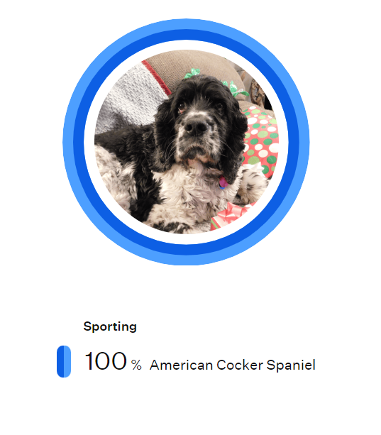 realityaddictx's tweet photo. I was officially wrong about all of my dogs DNA lol #WisdomPanel Tucker doesn't have papers or anything, one of his parents was registered and one not. We were sure since he's so big he had some other spaniel in him. My poor deaf boy with the cherry eye is 100% American Cocker! https://t.co/5LGzdmWE6O