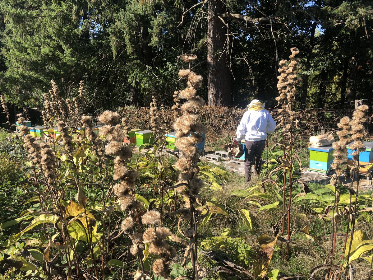 oregonbeekeeper's tweet photo. The Inula racemosa has gone to seed. The birds and the wind will scatter them.
#inula #fall #autumn #farm #beehives #beekeeper #oregon #oregonbeekeeper #soilandhive https://t.co/h0VWvYN9NR