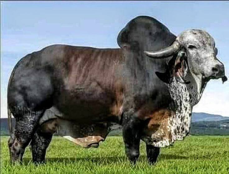 biranzi ibrahim (@ibrabinz) on Twitter photo 