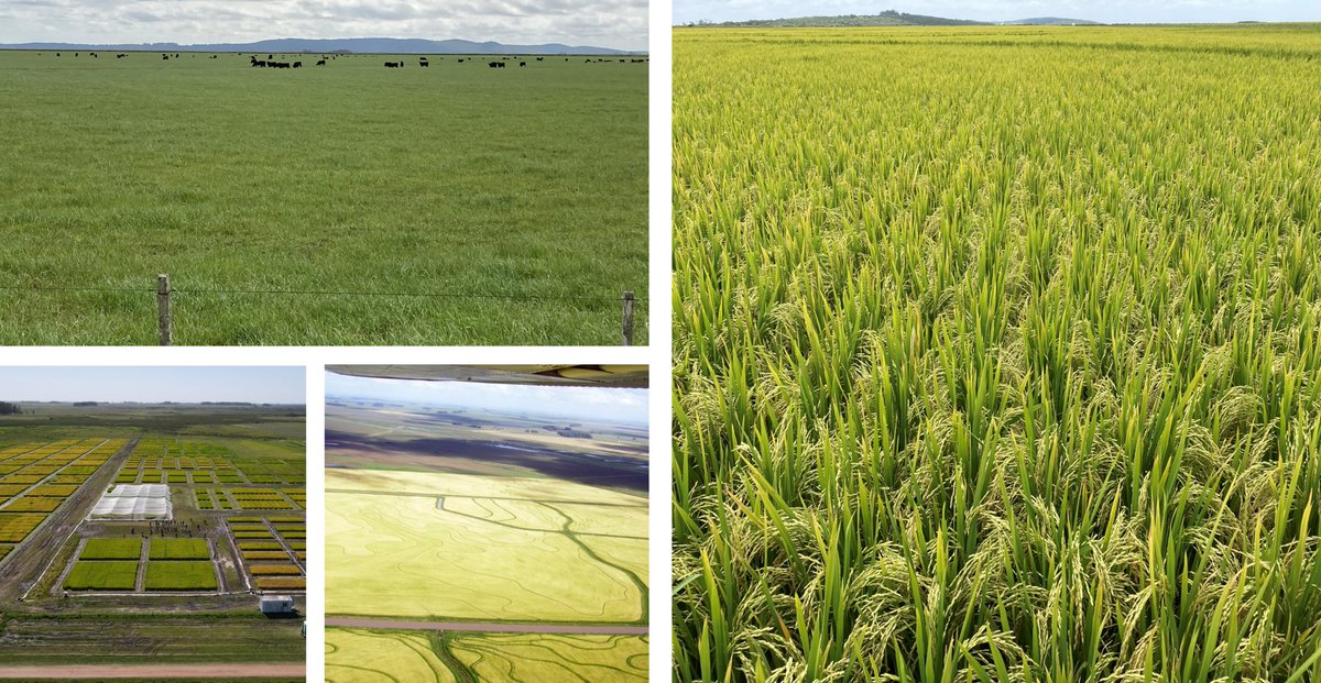 Sustainability of Uruguayan Rice-Livestock Production Systems as a sectorial (farmers, industry and research) strategic goal.
