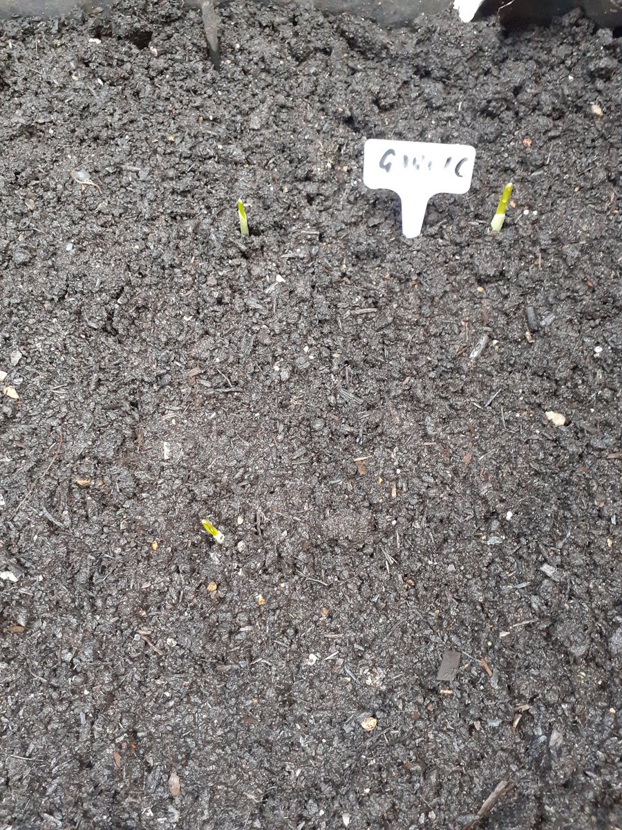Our #CommunityGarden is still producing lots of cucumbers, tomatoes, chillies and peppers.

Today we planted garlic, broad beans and pak choi with the help of our wonderful garden #volunteer Lyn. 

#ThankYouThursdays
