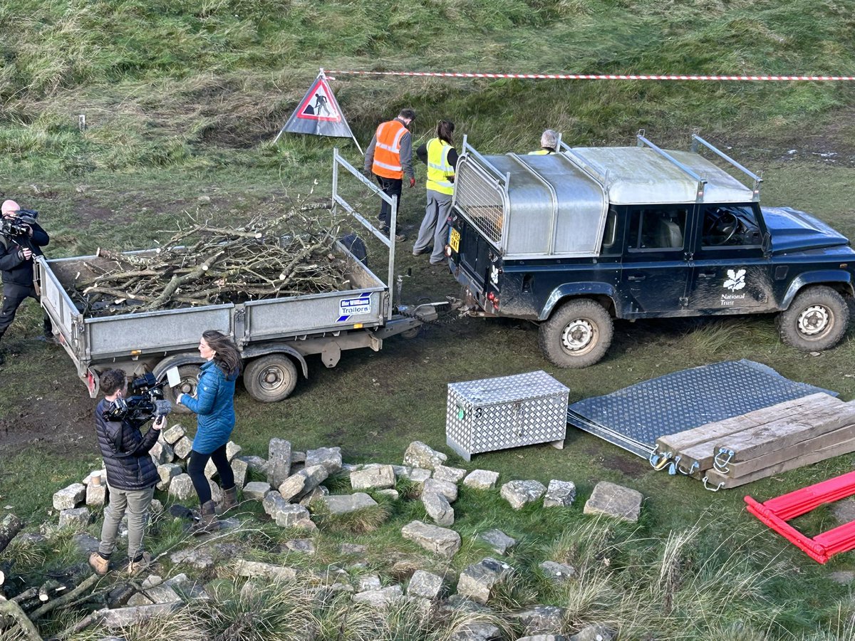 So so sad, sycamore tree 🌳