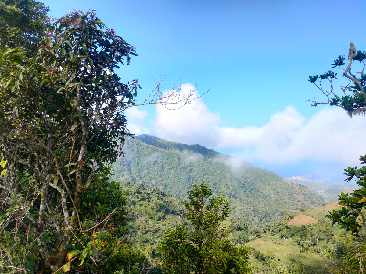 juliapgjones's tweet photo. Have field experience (mapping forest parcels, social surveys, managing data)? Like tropical forests? Can head to the Comoros very soon for 3-6 months? Come and help us with the baseline for our RCT! 2000-2500 Eu a month.
https://t.co/PouZAncReq https://t.co/w5VuB97Zc5