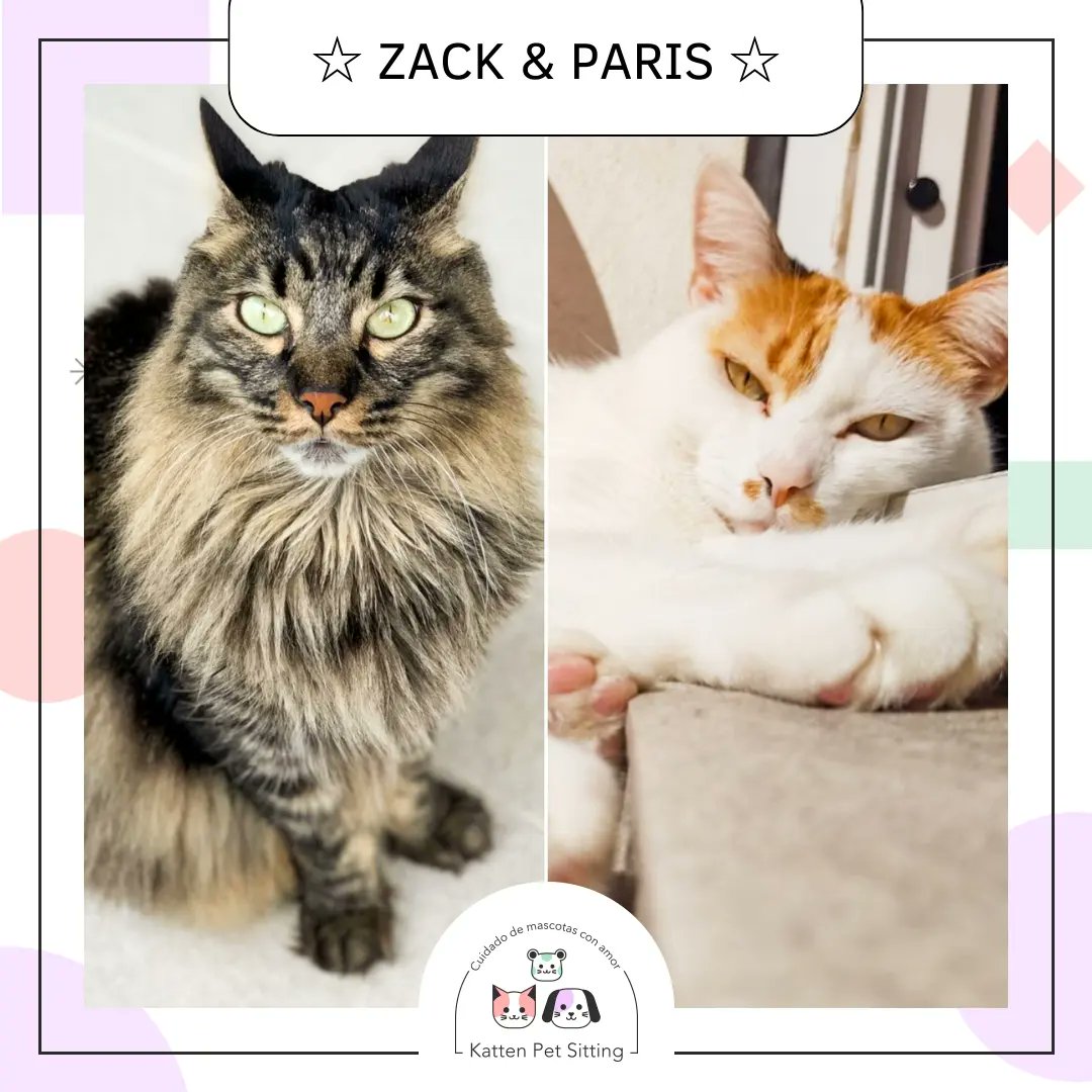 PetKatten's tweet photo. 🌈 Bienvenidxs bellxs #Zack y #Paris al #KattenTeam!! 💕✨️
Estuvimos cuidando a estxs bebis durante 2 meses 😱 y realmente quedamos enamoradxs fuerte ❤️😻. Paris al principio fué un poco tímida pero con el tiempo nos bendijo con mimos, ternura y siestitas arriba de sus (+) https://t.co/F72Z1818Lg
