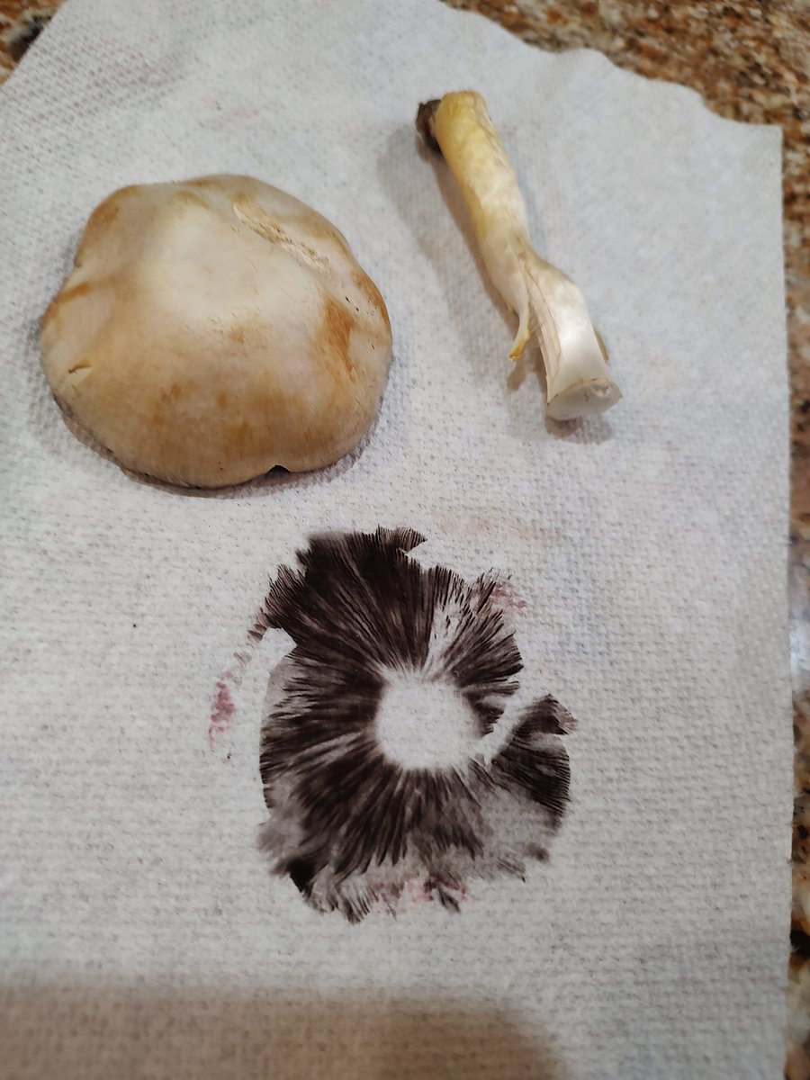 Controltowerst1's tweet photo. #sporeprint #sporeart #mushroom #foraging
Spore print from a white field 🍄
#diy #Homesteading https://t.co/PjT1RvGOxe