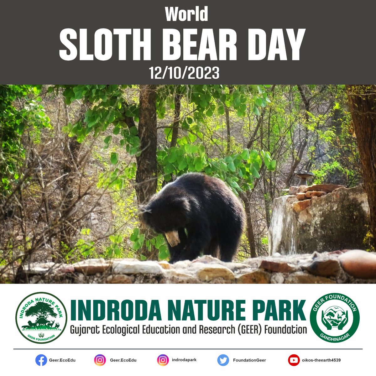 FoundationGeer's tweet photo. Today is World Sloth Bear Day.ย This day aims to raise awareness about Sloth Bear which is listed as Vulnerable in IUCN Red list. GEER is appealing to remove misconceptions about it and spread awareness.
#WorldSlothBearDay #Saveslothbears https://t.co/ShDs8HPYMR