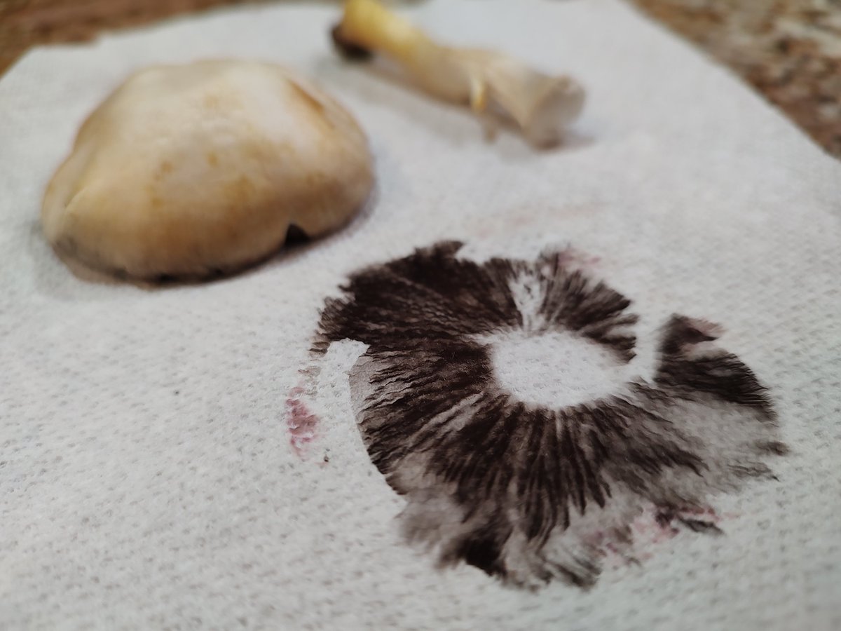 Controltowerst1's tweet photo. #sporeprint #sporeart #mushroom #foraging
Spore print from a white field 🍄
#diy #Homesteading https://t.co/PjT1RvGOxe