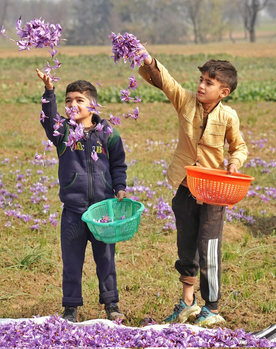 Saffron harvest in Pampore, Kashmir.