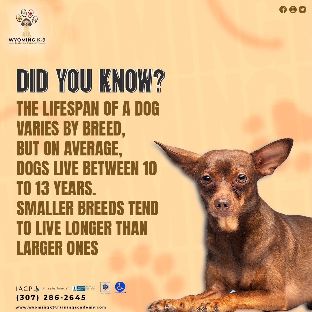 WyomingK9's tweet photo. Did you know that your dog's lifespan can vary by breed? Trust Wyoming K-9 Training Academy to help your furry friend live their best, healthiest life.

Enroll now for a brighter future together!
📞307-286-2645
🌐https://t.co/c2R96RrirY

#wyoming #training #academy #blessed #pet https://t.co/H3ynu8Q1Lu