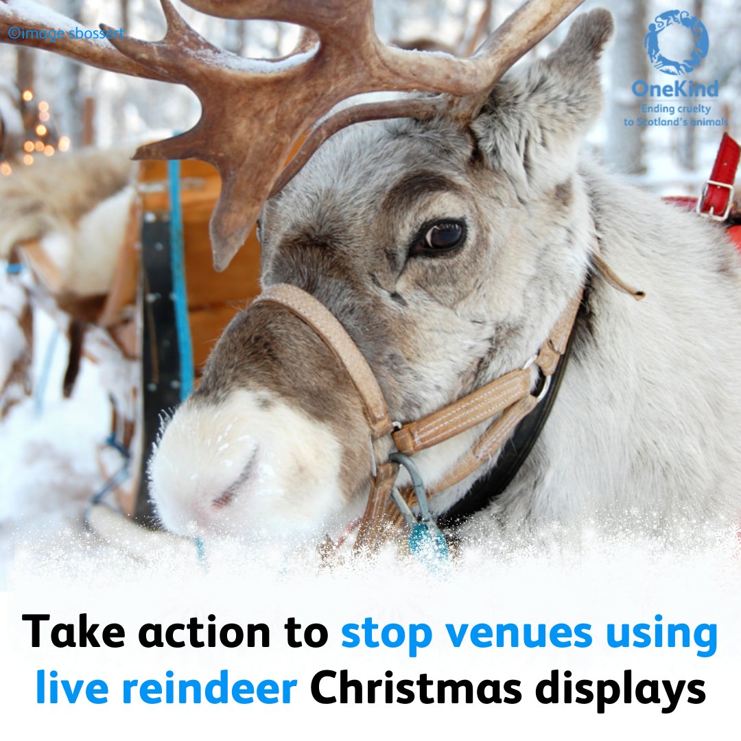 📢 We need YOUR help. Take action for reindeer today!   

❗Please write to venues in your area to urge them to extend their joy &amp; kindness of Christmas to animals &amp; celebrate the festive season without exploiting animals.  

✍️You can use our templates: 
onekind.org/blog/take-acti…