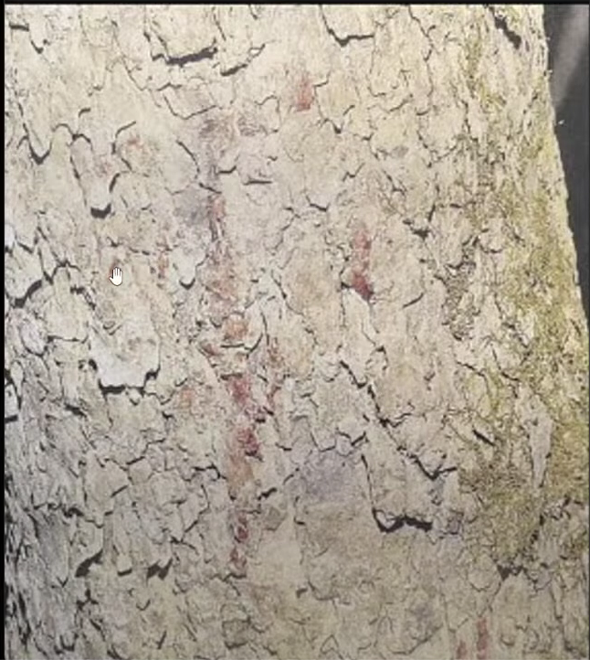 DoggoInJapan's tweet image. Apparent #delphi crime scene photos have been leaked to certain podcasters and creators

Some heads should roll for this, no civilian should have seen the others (as audibly described in places) 
This isn&apos;t #Justiceforlibbyandabby 

Credit @GrayHuze  for the below pictures