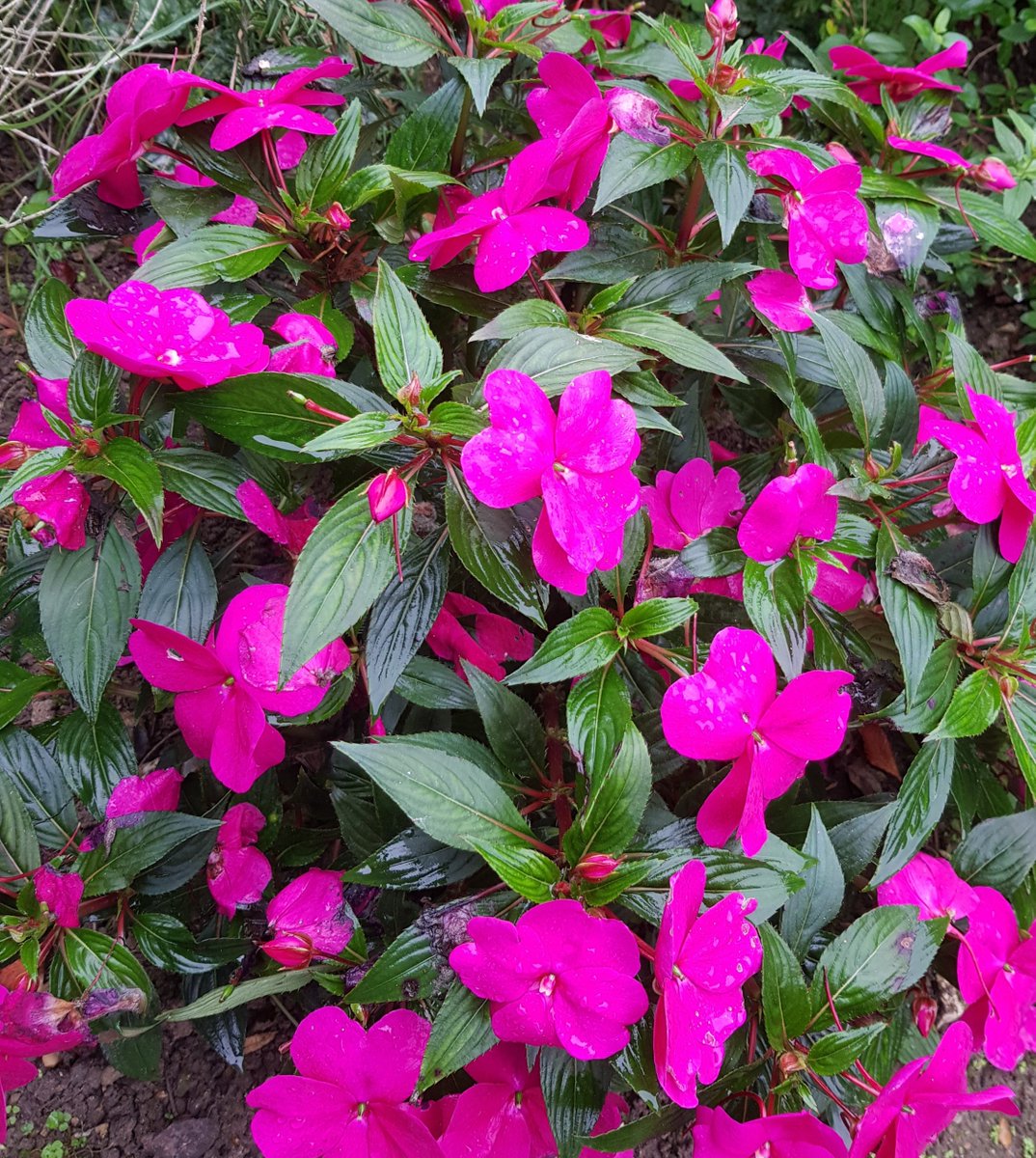 Ici en cet automne qui se prend pour un printemps, au point que les pommiers refleurissent et fructifient en même temps, nos pensées vont aux victimes du terrorisme et des politiques mortifères. Nous ne pouvons qu'offrir nos images de paix et exprimer horreur et douleur 🙏